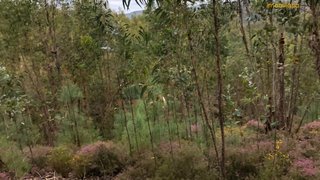 Terreno em Pedrógão Grande
