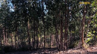 Terreno em Sertã