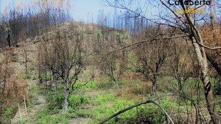Land for sale in Sertã, Portugal — €12,500