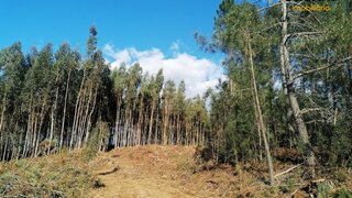 Land for sale in Sertã, Portugal — €340,000