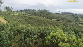 Terreno de 4010 m² em Sertã