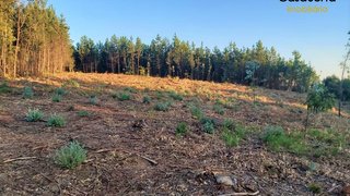 Land for sale in Sertã, Portugal — €29,000
