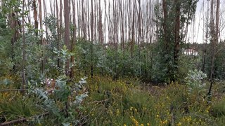 Land for sale in Sertã, Portugal — €6,000