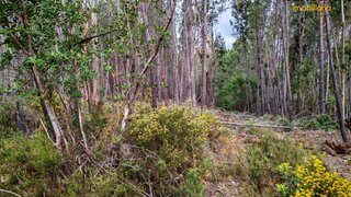 Land for sale in Sertã, Portugal — €49,900