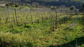 Land for sale in Sertã, Portugal — €90,000