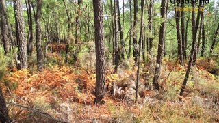 Land for sale in Sertã, Portugal — €6,476