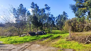 Land for sale in Sertã, Portugal — €13,000