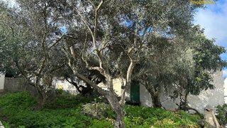 Land for sale in Torre de Moncorvo, Portugal — €20,000