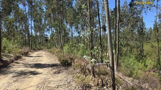Land for sale in Proença-a-Nova, Portugal — €50,500