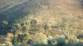 Terreno em Oleiros