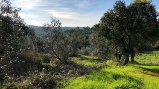 Land for sale in Sertã, Portugal — €22,500