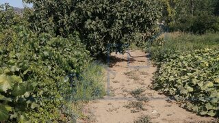 Land for sale in Vila Flor, Portugal — €12,000