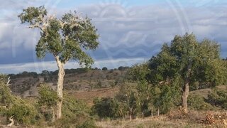 Land for sale in Grândola, Portugal — €270,000