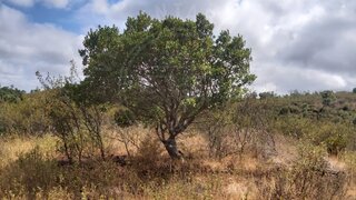 Land for sale in Grândola, Portugal — €620,000