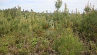 Land for sale in Sertã, Portugal — €20,000