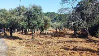 Land for sale in Sertã, Portugal — €40,000