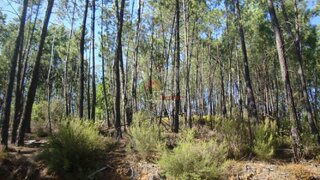Land for sale in Sertã, Portugal — €10,000