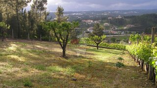 Land for sale in Sertã, Portugal — €37,000