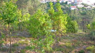 Land for sale in Sertã, Portugal — €10,000