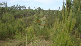Land for sale in Sertã, Portugal — €15,000