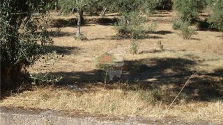 Land for sale in Proença-a-Nova, Portugal — €15,000