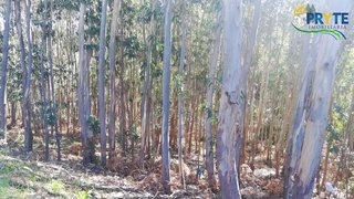 Land for sale in Pedrógão Grande, Portugal — €10,000
