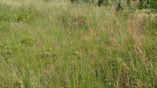 Land for sale in Proença-a-Nova, Portugal — €7,000