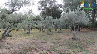 Land for sale in Sertã, Portugal — €45,000