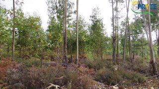 Land for sale in Sertã, Portugal — €35,000