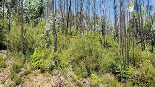 Land for sale in Sertã, Portugal — €4,900