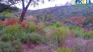 Land for sale in Sertã, Portugal — €18,500