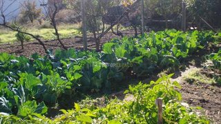 Terreno de 770 m² em Castelo Branco
