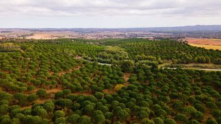 Terreno de 1 253 000 m² em Beja
