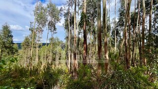 Land for sale in Figueiró dos Vinhos, Portugal — €52,500