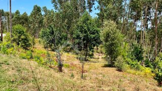 Land for sale in Pedrógão Grande, Portugal — €25,000