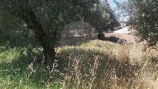 Land for sale in Ourém, Portugal — €11,000