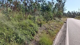 Land for sale in Pombal, Portugal — €100,500