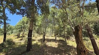 Land for sale in Alvaiázere, Portugal — €7,500