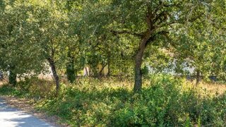 Land for sale in Alcobaça, Portugal — €42,000