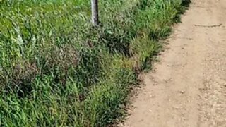 Terreno em Redondo