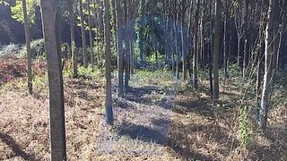 Land for sale in Anadia, Portugal — €7,000