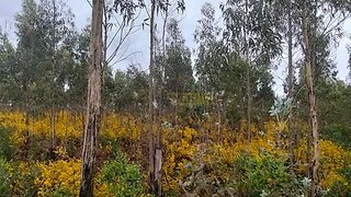 Land for sale in Albergaria-a-Velha, Portugal — €390,000