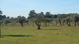 Land for sale in Alcácer do Sal, Portugal — €170,000
