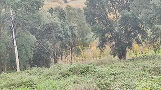 Land for sale in Cadaval, Portugal — €90,000