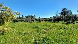 Terreno de 51 960 m² em Castelo Branco