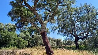 Land for sale in Santiago do Cacém, Portugal — €180,000