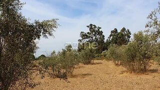 Land for sale in Seia, Portugal — €14,550