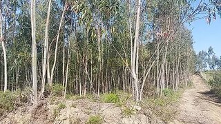 Land for sale in Tomar, Portugal — €35,000