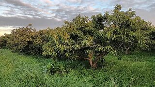 Land for sale in Silves, Portugal — €110,000