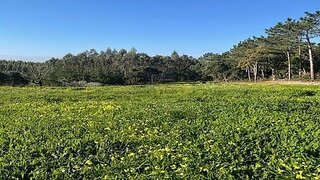 Land for sale in Alcobaça, Portugal — €150,000